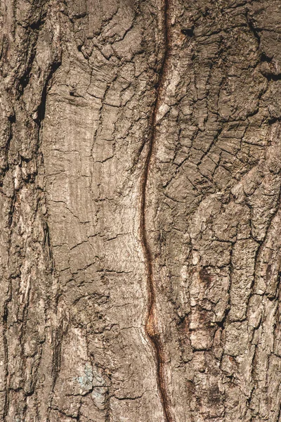 Primer plano de corteza gris texturizada de árbol - foto de stock