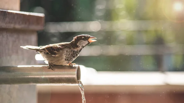 Sparrow twittar e sentado no tubo com água corrente na cidade — Fotografia de Stock