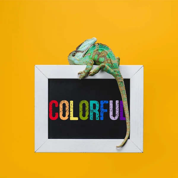 Beautiful bright exotic chameleon on blackboard with colorful sign isolated on yellow — Stock Photo