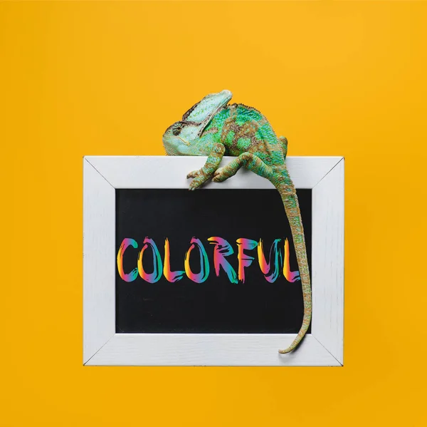 Bright exotic chameleon on blackboard with colorful symbol isolated on yellow — Stock Photo