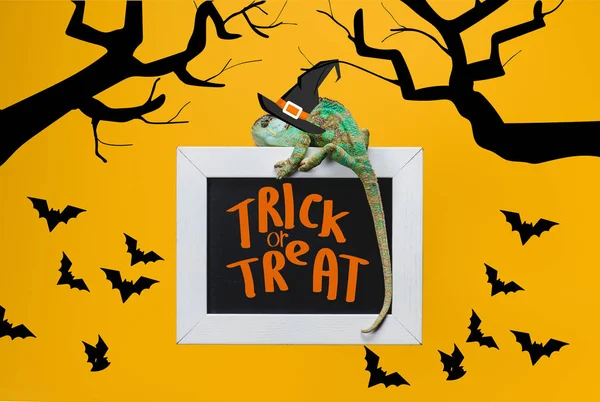 Exotic chameleon on blackboard with trick or treat and bats isolated on yellow — Stock Photo