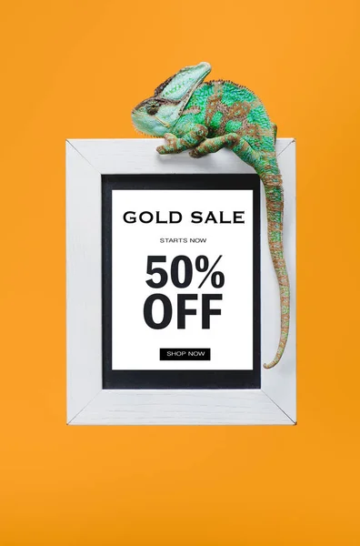 Hermoso reptil colorido en pizarra con 50 por ciento de descuento, venta de oro aislado en amarillo - foto de stock