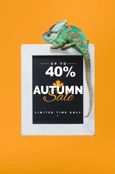 Beautiful colorful reptile on blackboard with 40 percents - autumn sale isolated on yellow — Stock Photo