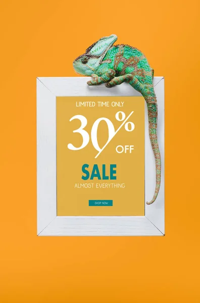 Beautiful colorful reptile on blackboard with 30 percents off - sale isolated on yellow — Stock Photo