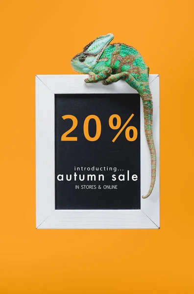 Beautiful colorful reptile on blackboard with 20 percents - autumn sale isolated on yellow — Stock Photo