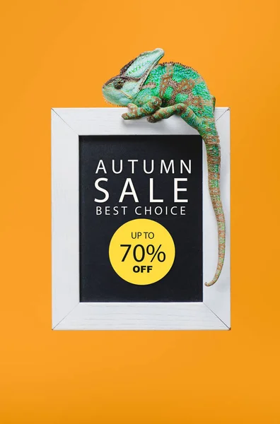 Beautiful colorful reptile on blackboard with 70 percents - autumn sale isolated on yellow — Stock Photo