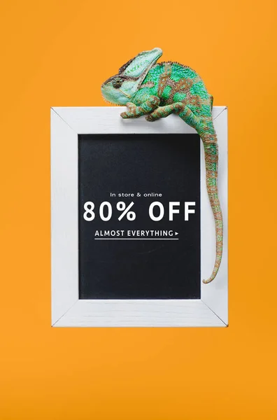 Beau reptile coloré sur tableau noir avec 80 pour cent hors vente isolé sur jaune — Photo de stock