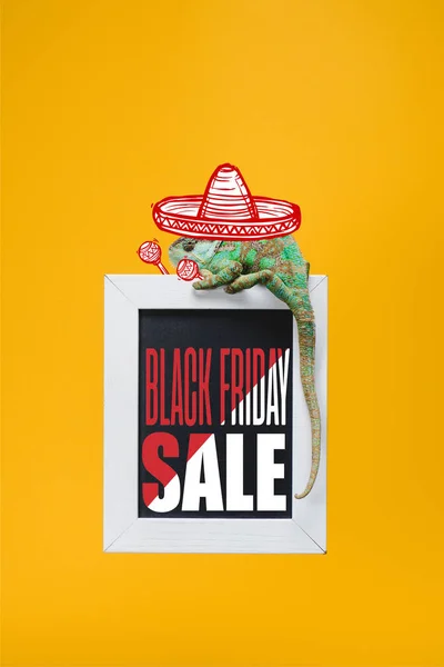 Chameleon in mexican sombrero on blackboard with black friday sale isolated on yellow — Stock Photo