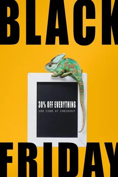 Beautiful colorful reptile on blackboard with black friday sale isolated on yellow — Stock Photo