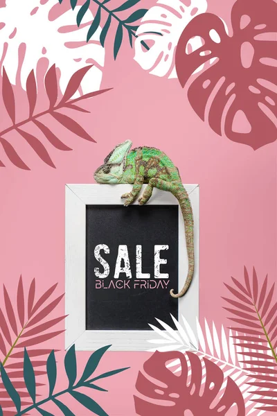 Camaleonte verde sulla lavagna con venerdì nero vendita isolato su rosa con monstera e foglie di palma — Foto stock
