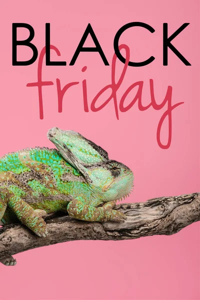 Beautiful exotic chameleon sitting on tree branch isolated on pink with black friday sign — Stock Photo