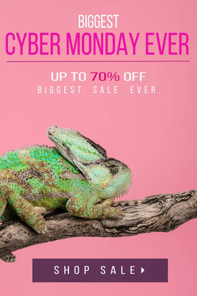 Beautiful exotic chameleon sitting on tree branch isolated on pink with cyber monday ever shopping — Stock Photo