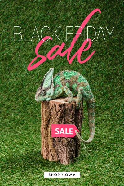 Side view of beautiful bright green chameleon sitting on stump with sale tag and black friday sale — Stock Photo