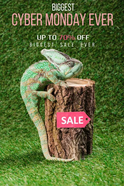 Beautiful bright green chameleon climbing on stump with sale tag and cyber monday ever — Stock Photo
