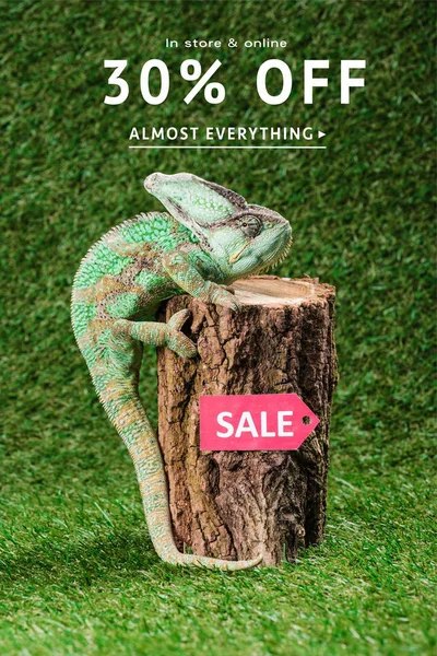 Beautiful bright green chameleon climbing on stump with sale tag, with 30 percents off for shopping — Stock Photo