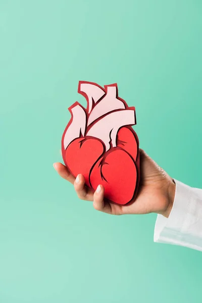 Cropped shot of doctor in white coat holding heart model isolated on green — Stock Photo