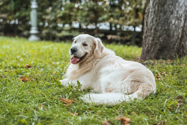Cute playful golden retriever dog lying on green grass in park — Stock Photo