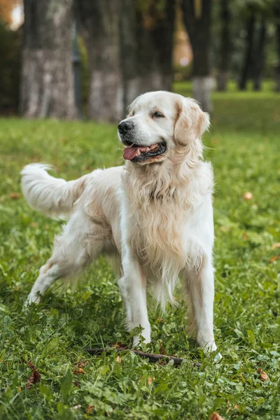 Cute funny retriever dog playing on grass in park — Stock Photo