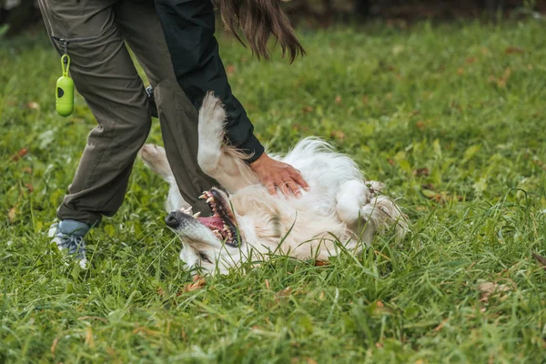 Recortado disparo de mujer joven jugando con golden retriever en verde hierba en el parque - foto de stock