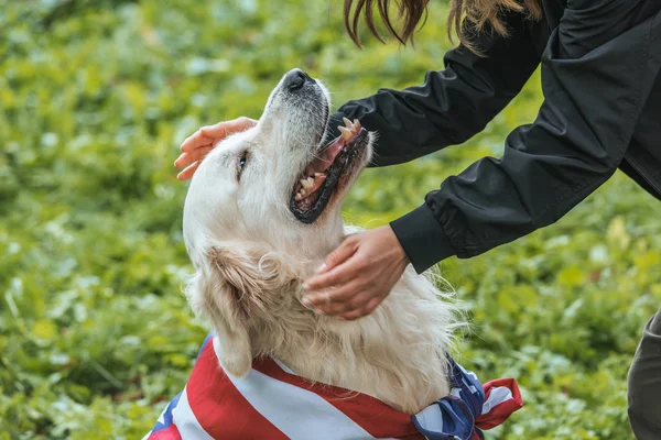 Cropped shot of woman playing with dog wrapped in american flag at park — Stock Photo