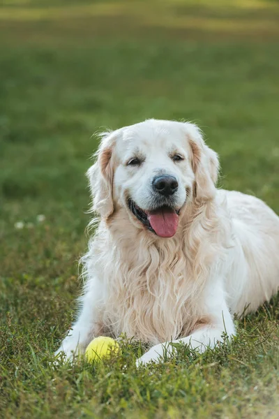 Bonito engraçado retriever cão deitado com bola na grama — Fotografia de Stock