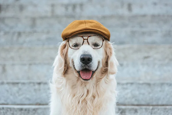 Lindo perro recuperador de oro en gorra y gafas mirando a la cámara - foto de stock