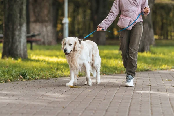 Cropped shot of girl walking with guide dog in park — Stock Photo