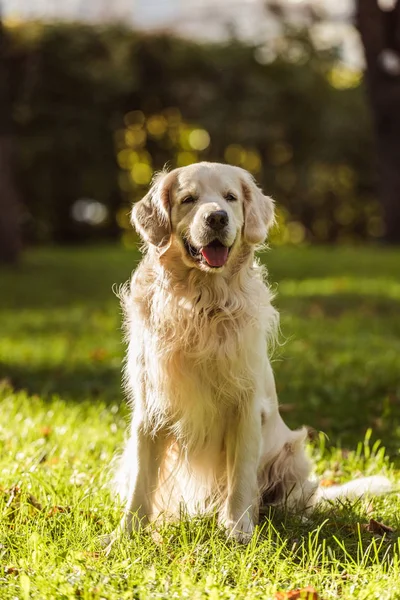 Adorável cão golden retriever com a língua para fora sentado na grama no parque — Fotografia de Stock