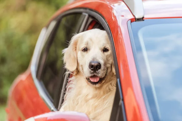 Mignon drôle chien de récupération assis dans la voiture rouge et regardant la caméra par la fenêtre — Photo de stock