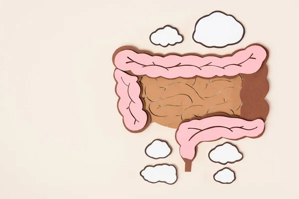 Flat lay with human large intestine on beige — Stock Photo