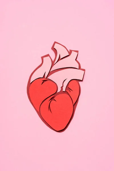 Vista elevada del corazón humano anatómico en rosa - foto de stock