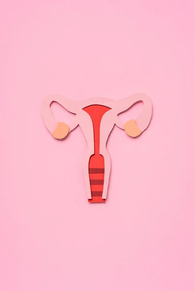 Підвищений вид жіночої репродуктивної системи на рожевому — стокове фото