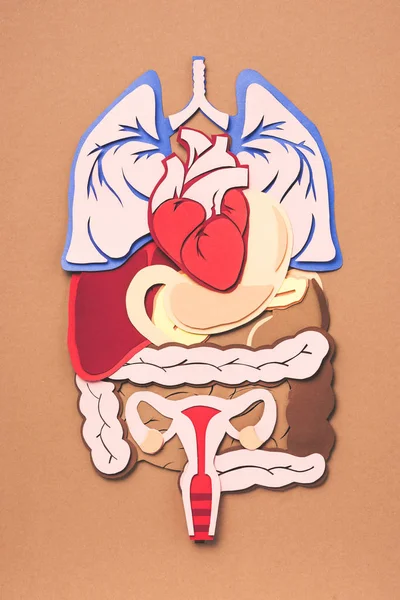 Вид зверху на жіночі внутрішні органи на коричневому — стокове фото