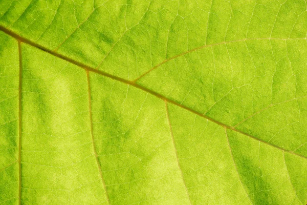 Close up view of green leaf veins — Stock Photo
