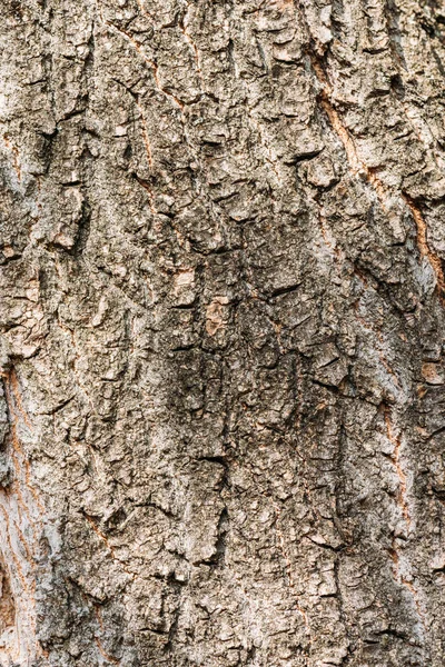 Close up view of aged grey tree bark background — Stock Photo