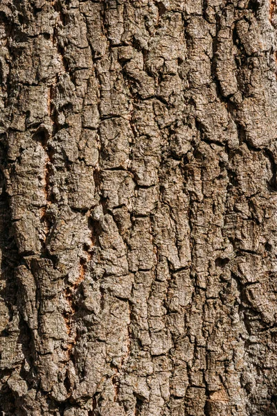 Close up view of aged brown tree bark background — Stock Photo