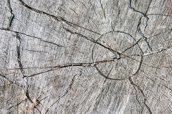 Close up of grey aged stump with cracks — Stock Photo