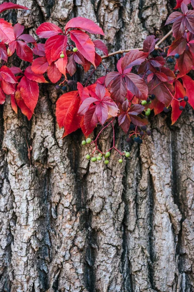 Vue rapprochée de l'écorce de vieil arbre gris aux feuilles rouges — Photo de stock
