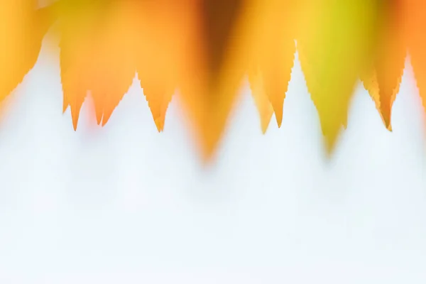 Feuilles floues de couleur automnale isolées sur blanc — Photo de stock