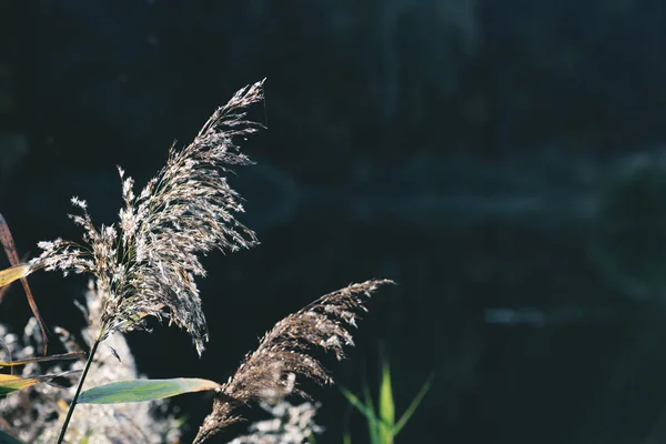 Вибірковий фокус рослин на темному фоні в парку — стокове фото