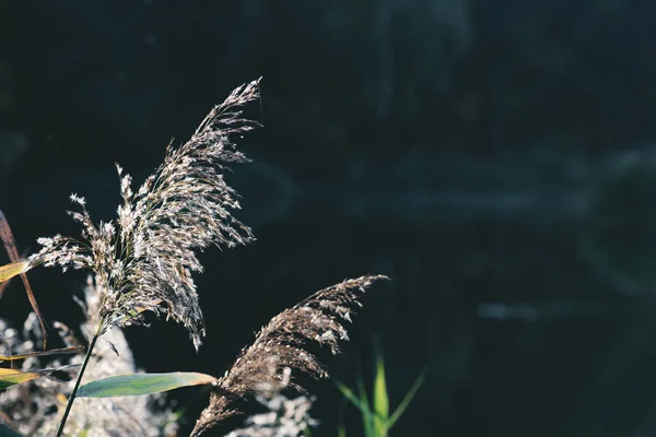 Foyer sélectif des plantes sur fond sombre dans le parc — Photo de stock