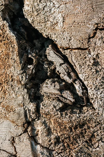 Close up view of old grey tree bark background — Stock Photo