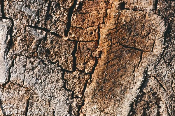 Vista da vicino della vecchia corteccia di albero marrone testurizzato — Foto stock