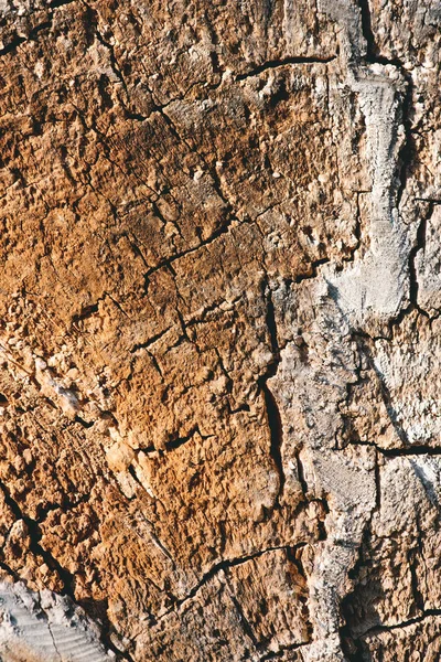 Vue rapprochée du vieux fond d'écorce d'arbre brun — Photo de stock