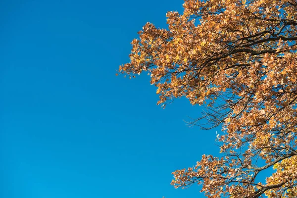 Vista di angolo basso di foglie autunnali gialle su alberi contro cielo azzurro — Foto stock