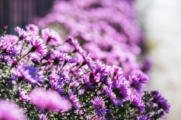 Vista de cerca de hermosas flores frescas púrpuras en el jardín - foto de stock