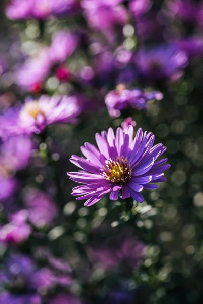 Close up view of beautiful blooming purple fresh flowers — Stock Photo