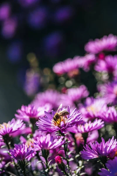 Close up view of bee on beautiful purple fresh flower in garden — Stock Photo