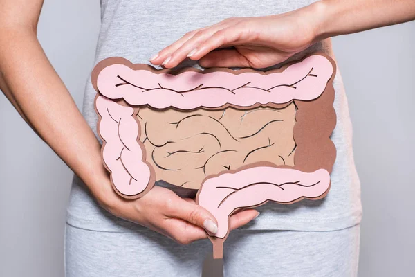 Partial view of woman holding paper made large intestine on grey background — Stock Photo