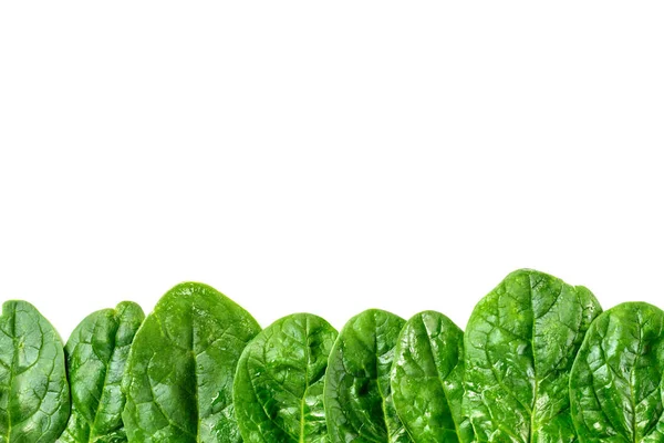 Row of green spinach leaves isolated on white — Stock Photo